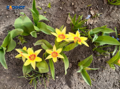 В Шахтах будет тепло, но очень сильный ветер