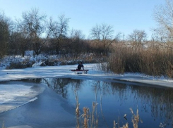 В Ростовской области спасли лебедя, оставшегося на льду рядом с телом мертвой подруги