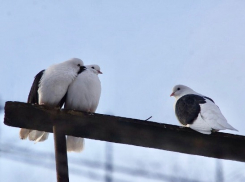«Март - не весна, а предвесенье», говорили в старину: погода в Шахтах и приметы 