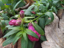 Осенняя зима продолжается