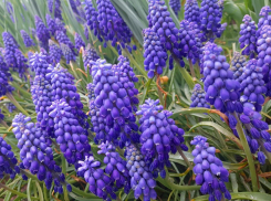 С утра до обеда дождь и не очень тепло будет в Шахтах в пятницу