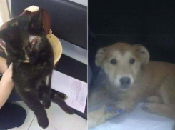 Кошка и щенок, спасенные волонтерами в Шахтах, идут на поправку