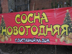 В Шахтах средняя цена на сосны составляет 300 рублей