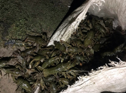 Из-за трех сотен раков: горе-рыбаки рискуют сесть за решетку на 5 лет