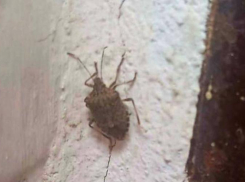 Жители Шахт столкнулись с нашествием коричневых мраморных клопов