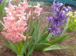 Пасмурно, но тепло будет в Шахтах в пятницу