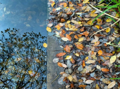 «Ноябрь пахнет опавшими листьями»: погода в Шахтах