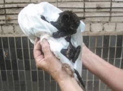 Работники шахтинского Водоканала спасли жизнь бездомному котенку