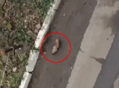 Огромная белка с большим пушистым хвостом порадовала жителей микрорайона Горняк в Шахтах