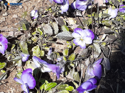 К вечеру возможен дождь, весь день будет облачно