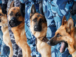 Шахтинские кинологи признаны лучшими в области