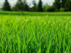 18 млн рублей выделили на покос карантинной растительности в 2026 году 