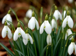 Жителей Шахт на этой неделе ждут морозные ночи и пронизывающий ветер 
