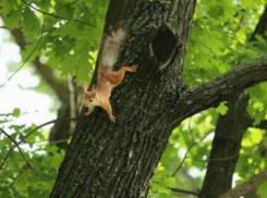 Шахтинских белок выпустили на свободу