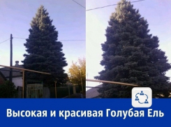 В Шахтах к Новому году продают огромную голубую ель