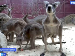 В Парке «Малинки» появились новые жители из Австралии