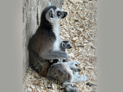 Новорожденные лемурчики в «Малинках» – умиление для гостей и ответственность для хозяев 