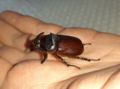 «Они активны теплым летом»: про жука-носорога рассказал собиратель насекомых