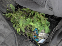 Полиция в Шахтах проводит операцию «Мак»