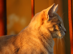 В четверг ветеринары приглашают на льготную стерилизацию животных