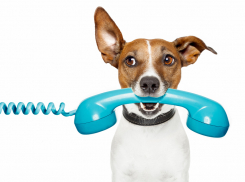 В условиях ЧС – приоритет у спасателей: в минцифре предложили ограничивать использование средств связи рядовыми гражданами