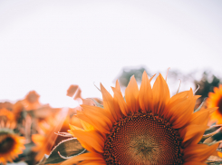 Выше +35 не поднимется: до конца августа аномальной жары синоптики не прогнозируют