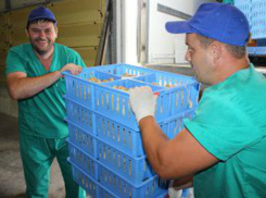 25500 суточных птенцов завезены на новый участок подращивания №8 компании «Евродон»