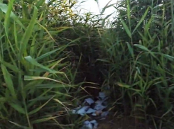 Разграбленные посылки, предназначенные шахтинцам, нашли на берегу Дона