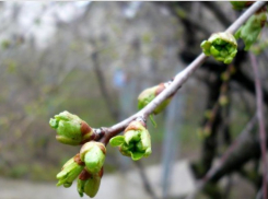 Касьян-Немилостивый: погода в Шахтах и примета дня 