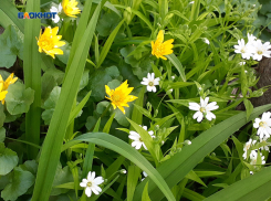 Утром выглянет солнце и потеплеет, дождя не обещают