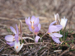 «На Онисима-овчарника зима безрогая»: погода в Шахтах и народный календарь 