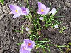 Крокусы уже расцвели: о погоде в Шахтах и приметах дня