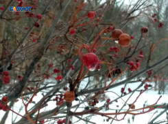 Сегодня потеплеет и пойдет дождь