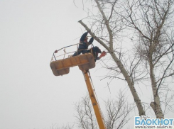 Шахтинскую администрацию обязали удалить аварийные деревья