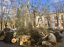 Шахтинский тополь, московские беглецы и беспомощное ЖКХ