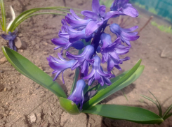 Утром возможен дождь, а на весь день в Шахтах – переменная облачность