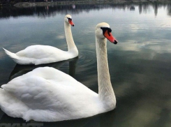 Шахтинцы переживают за лебедей, которые исчезли с пруда посёлка ХБК