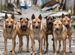 400 тысяч рублей выделили на отлов бродячих собак в Шахтах 