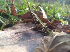 Будет тепло, но пасмурно