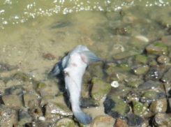 Массовая гибель рыбы произошла недалеко от поселка Заозерье