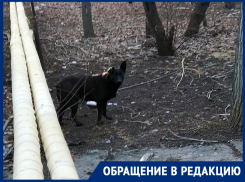 Черную с клипсой выпустили в тот же двор через 5 суток после изоляции, а рыжую так и не забрали