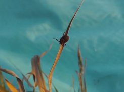 Горячая линия по клещевому энцефалиту поможет шахтинцам избежать беды