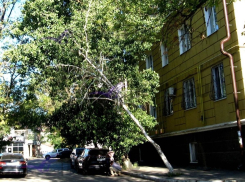 В Шахтах два аварийных дерева могут представлять опасность для жителей