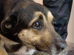 Волонтёры из Шахт спасают пса с тяжёлыми травмами лап