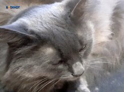 Накануне Нового года пройдет льготная стерилизация питомцев