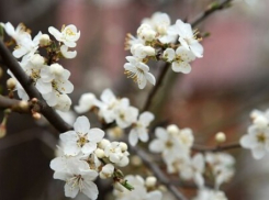 Тепло в Шахтах продержится еще несколько дней 