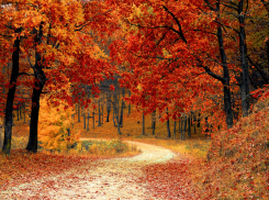 Ждем тепла: метеорологи рассказали, когда в регионе наступит бабье лето