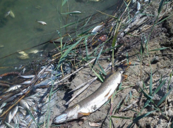 В Заозерье организована чистка берегов от мертвой рыбы