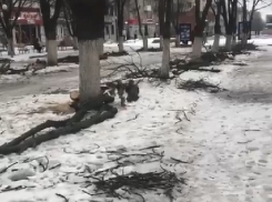 Спиленные на шахтинском «Арбате» ветки оставили лежать на тротуаре