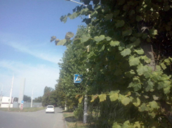 Стертая разметка и скрытый зарослями дорожный знак едва не привели к ЧП, - читательница